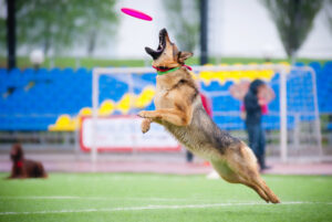 Read more about the article Exercise Needs by Dog Size and Breed Type