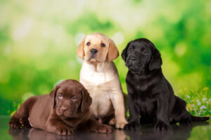 Read more about the article Puppy Preparation Checklist for First-Time Owners