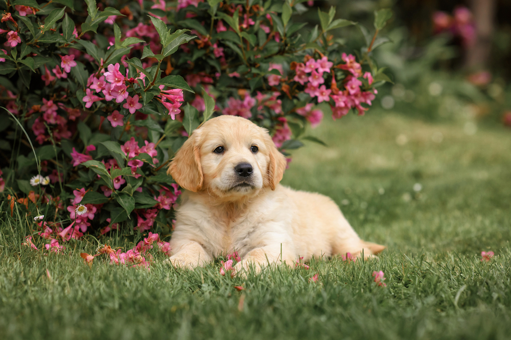 Read more about the article Signs of a Well-Bred Dog: What Responsible Owners Should Look For