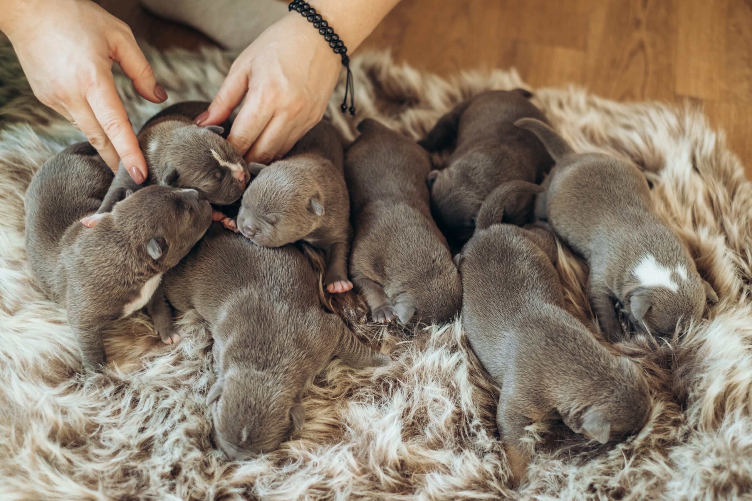 Read more about the article Understanding Responsible Dog Breeding: What Every Owner Should Know