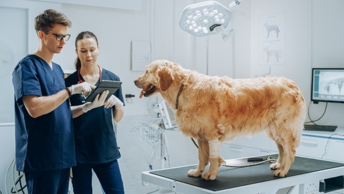 Read more about the article Common Health Issues by Dog Size: What Every Dog Owner Should Know