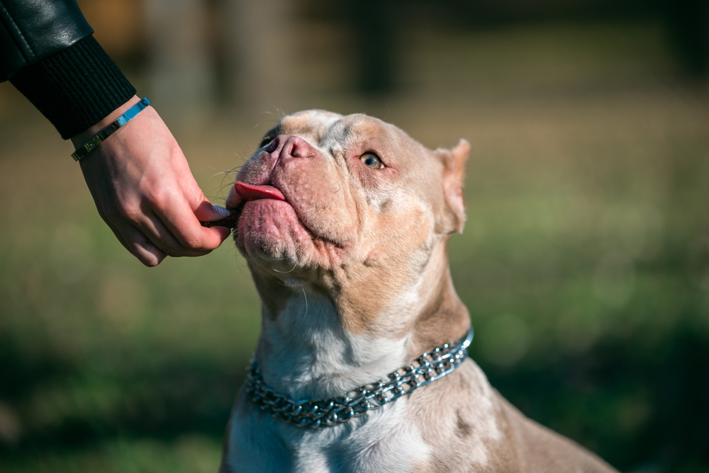 You are currently viewing Training Foundations Every Dog Should Learn