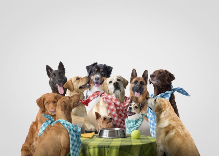 Read more about the article Choosing the Right Dog for Your Lifestyle