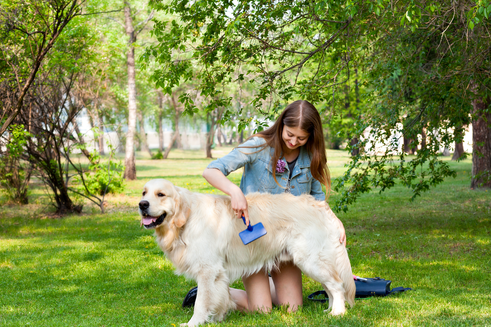 Read more about the article Grooming Fundamentals for Short- and Long-Coated Dogs
