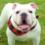 🐕 The Adolescent Dog Stage: What to Expect and How to Navigate the “Teenage Phase”