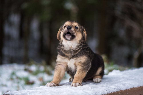 Read more about the article How to Evaluate a Dog Breeder: A Responsible Owner’s Framework