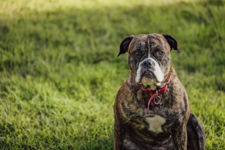 American Bulldog sitting on grass with a serious grumpy facial expression