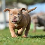 🐾 Puppy Socialization Periods Explained: The Critical Window That Shapes Your Dog’s Future