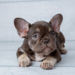 🧠 Understanding Puppy Fear Periods: What They Are and How to Handle Them Properly