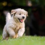 🦷 Puppy Teething Timeline: Stages, Symptoms & How to Manage Chewing Behavior