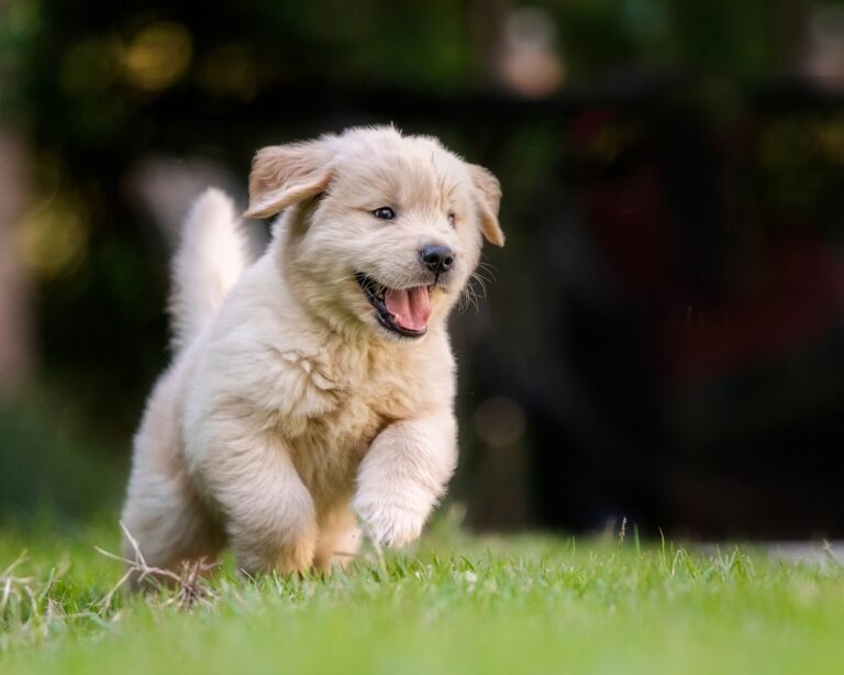 Golden Retriever puppy running on green grass during early development and exercise stage.