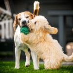 🐶 When Do Puppies Calm Down? Understanding Energy Levels & Maturity Stages