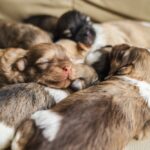 🐶 Puppy Development Stages: The Ultimate Week-by-Week Guide to Your Dog’s First Year