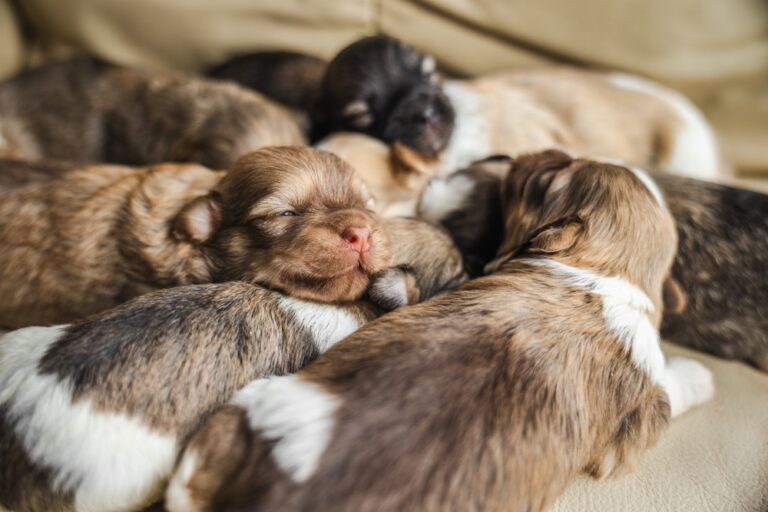 Read more about the article 🐶 Puppy Development Stages: The Ultimate Week-by-Week Guide to Your Dog’s First Year