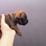 🐶 First 30 Days With a Puppy: Complete Guide for New Dog Owners