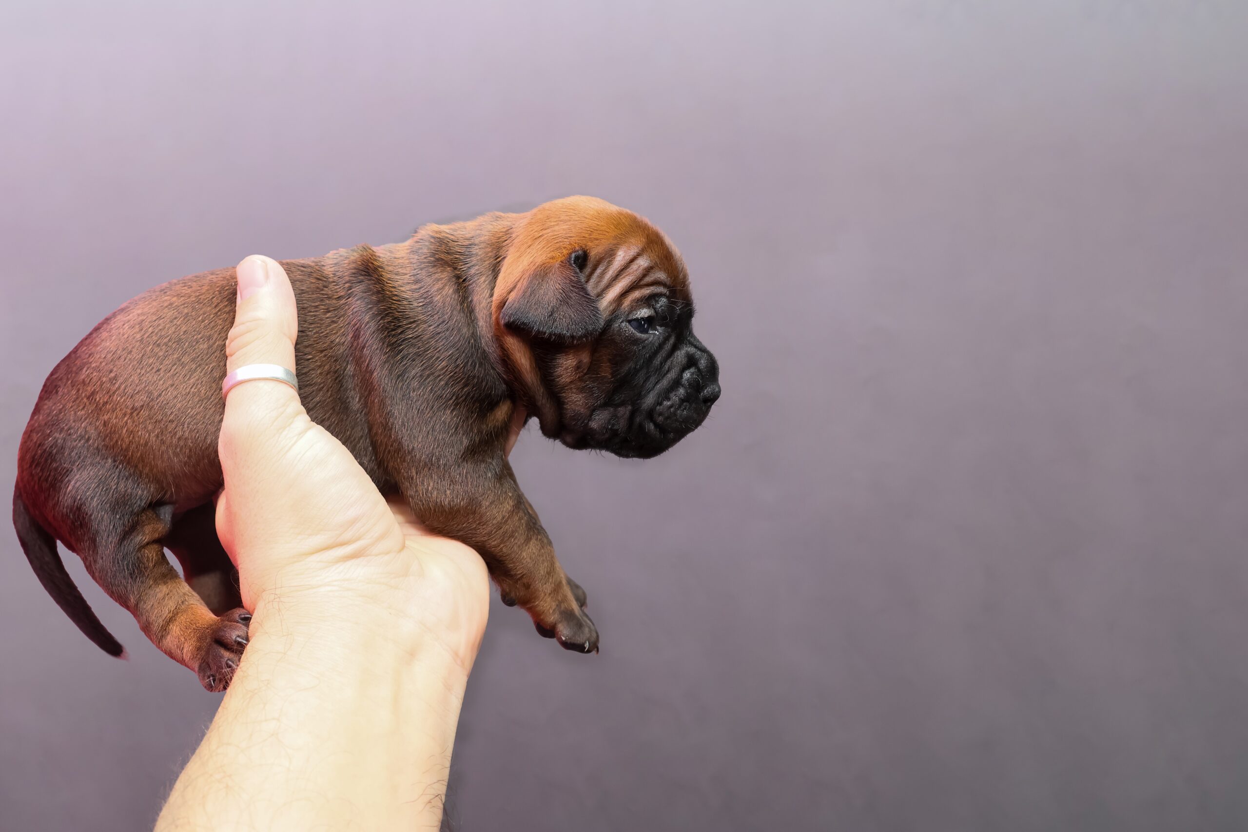 Read more about the article 🐶 First 30 Days With a Puppy: Complete Guide for New Dog Owners