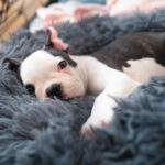 🐶 Crate Training a Puppy: Step-by-Step Guide for Success
