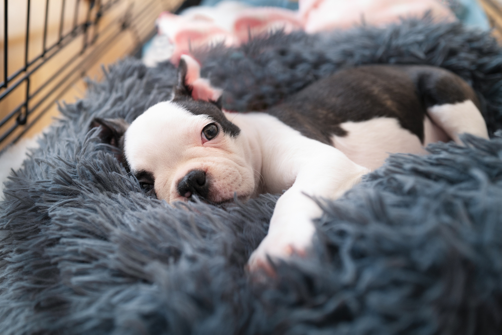 Read more about the article 🐶 Crate Training a Puppy: Step-by-Step Guide for Success