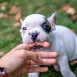 🐶 How to Stop Puppy Biting Fast (Proven Training Methods That Work)