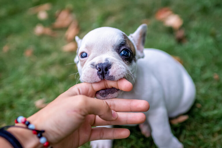 cute puppy biting finger during play – common teething behavior and early training stage