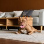Best Dogs for Apartments: Small Spaces, Big Personalities