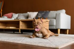 Read more about the article Best Dogs for Apartments: Small Spaces, Big Personalities