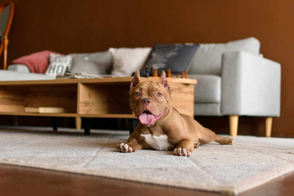 Read more about the article Best Dogs for Apartments: Small Spaces, Big Personalities