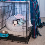 Preparing Your Home for a New Puppy