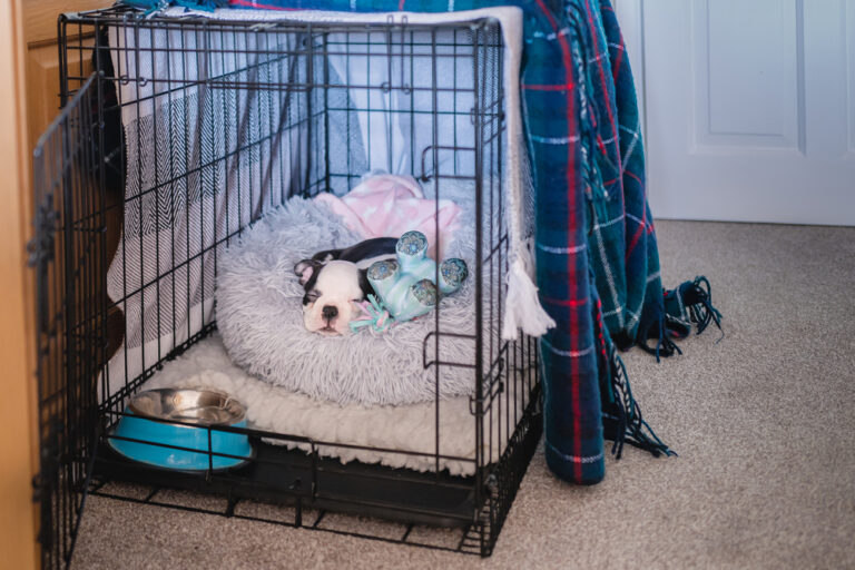 Very young Boston Terrier puppy sleeping peacefully inside an open crate with blankets covering the top
