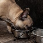 Dog Nutrition Guide: What Should You Actually Feed Your Dog?