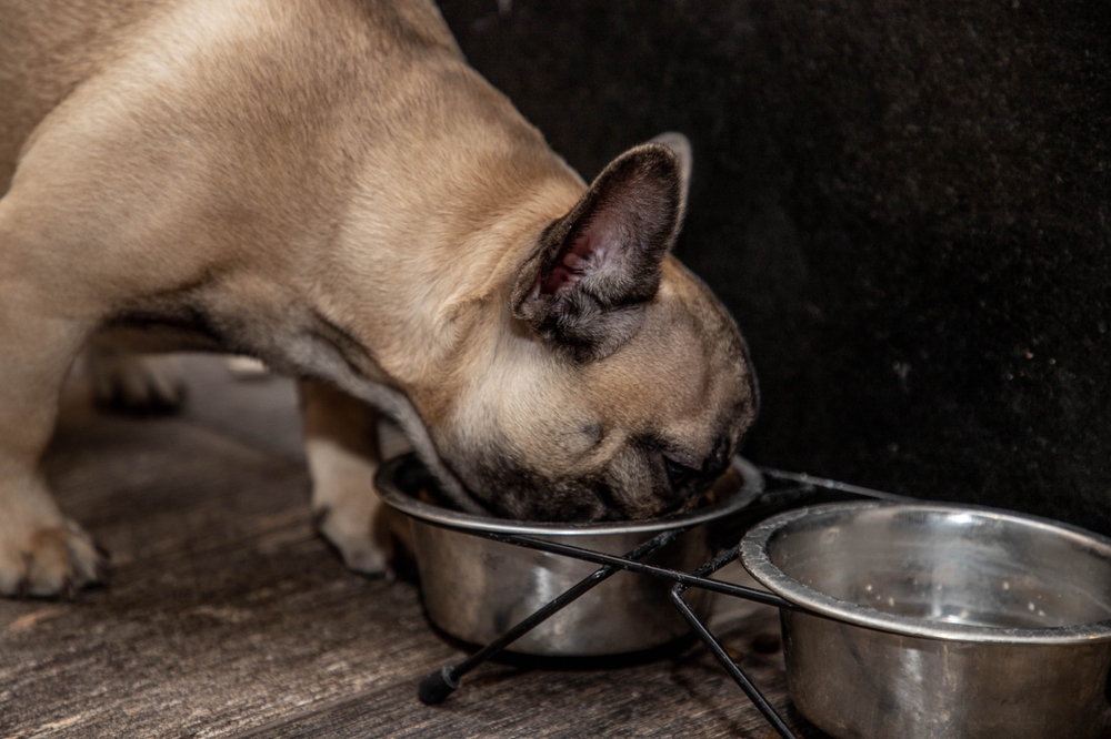 Read more about the article Dog Nutrition Guide: What Should You Actually Feed Your Dog?