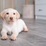 Puppy Training Timeline: What to Teach Your Puppy Month by Month