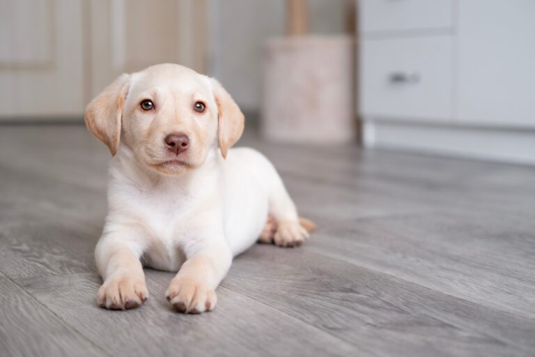 Labrador Retriever puppy sitting on the floor during early training and development
